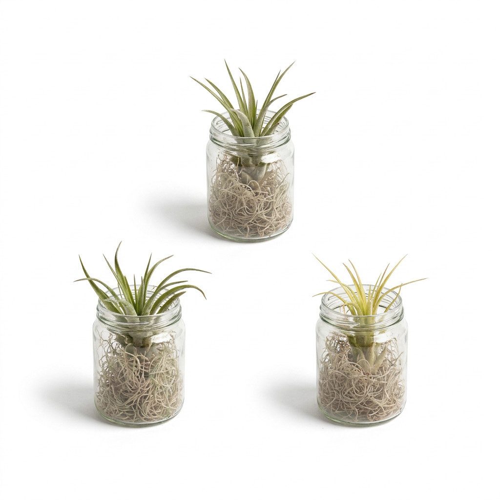 Bloomique Zimmerpflanze 3er-Mix Tillandsia im Glas, Tillandsien, Luftpflanzen, 12 cm, 3 St.