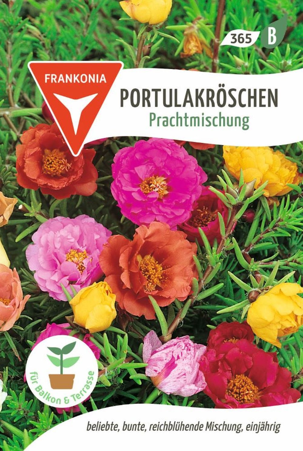 FRANKONIA Blumensamen Portulakröschen, Prachtmischung - Saatgut Samen, Portulaca grandiflora