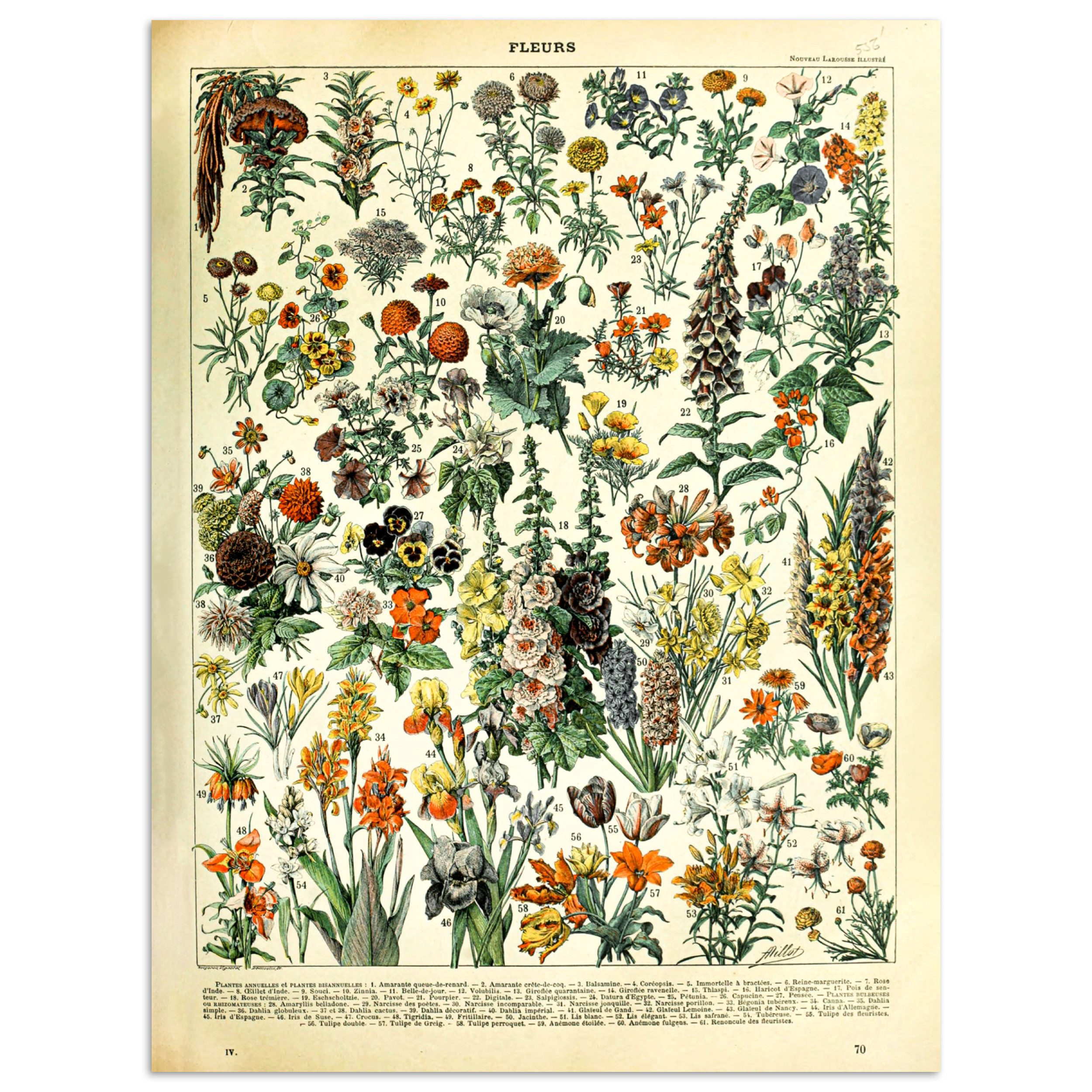 MuchoWow Poster Blumen - Pflanzen - günstig online kaufen