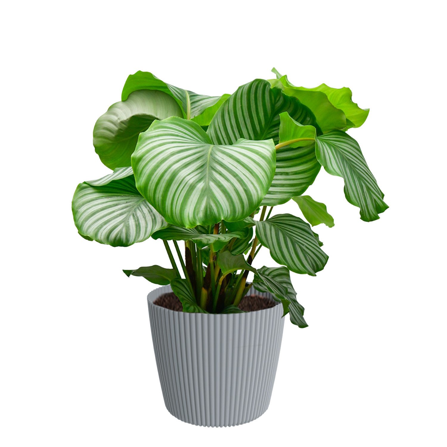 Green Me Up Zimmerpflanze Calathea Orbifolia No.19, Regelmäßige Pflege notwendig, Luftverbessernd