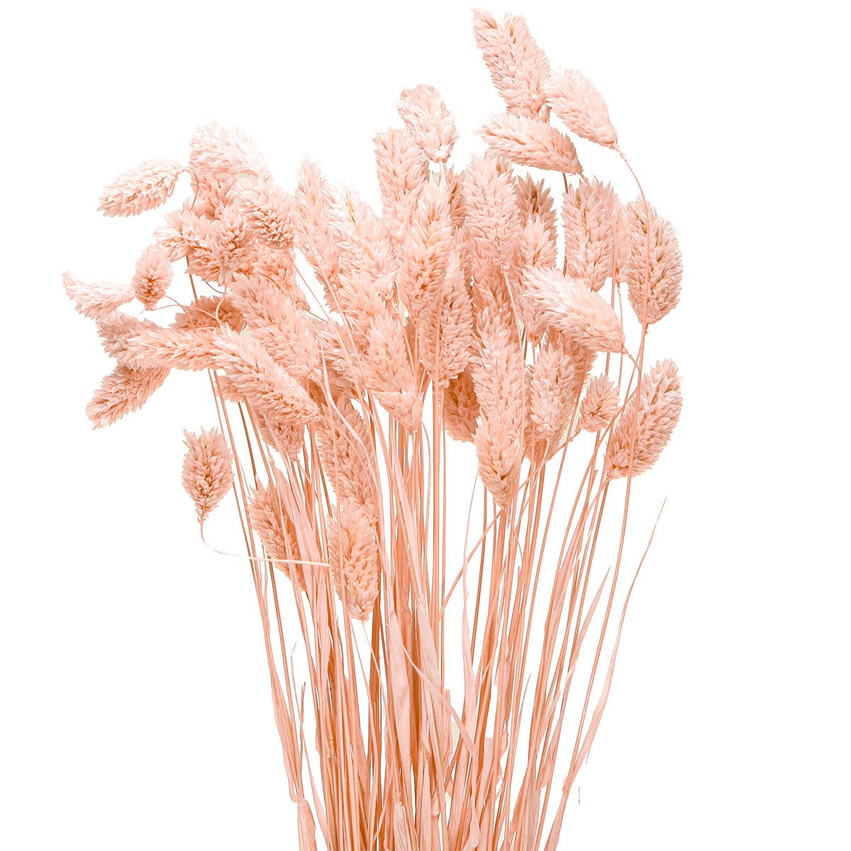 Trockenblume Phalaris Rosa Deko Gras Boho Trockendeko 65cm 60g, Viana