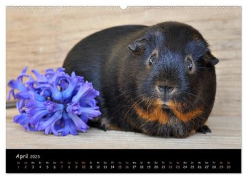 CALVENDO Wandkalender Meerschweinchen - Kleine süße Fellnasen (Premium, hochwertiger DIN A2 Wandkalender 2023, Kunstdruck in Hochglanz)