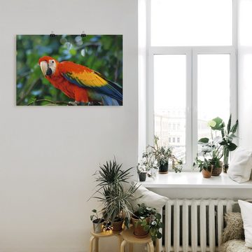 Artland Poster Roter Ara, Vögel (1 St), als Alubild, Leinwandbild, Wandaufkleber oder Poster in versch. Größen