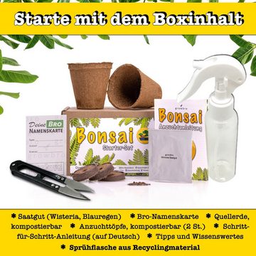 Gestecke 10 X Bonsai Wisteria Anzuchtset - Züchte deinen eigenen Bonsai, growbro