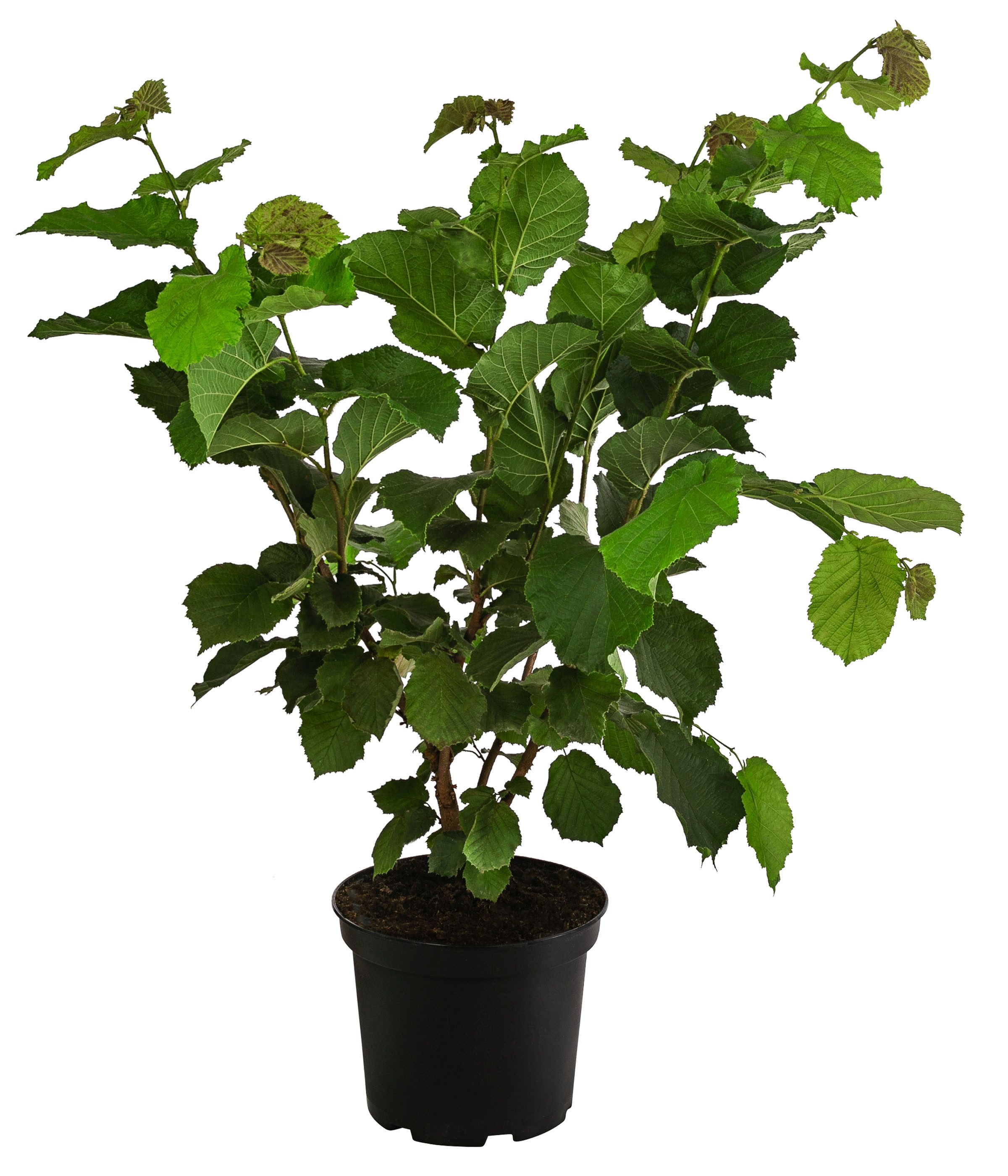 Dehner Obstpflanze Haselnuss Hallesche Riesen, Corylus avellana, große braune Nüsse