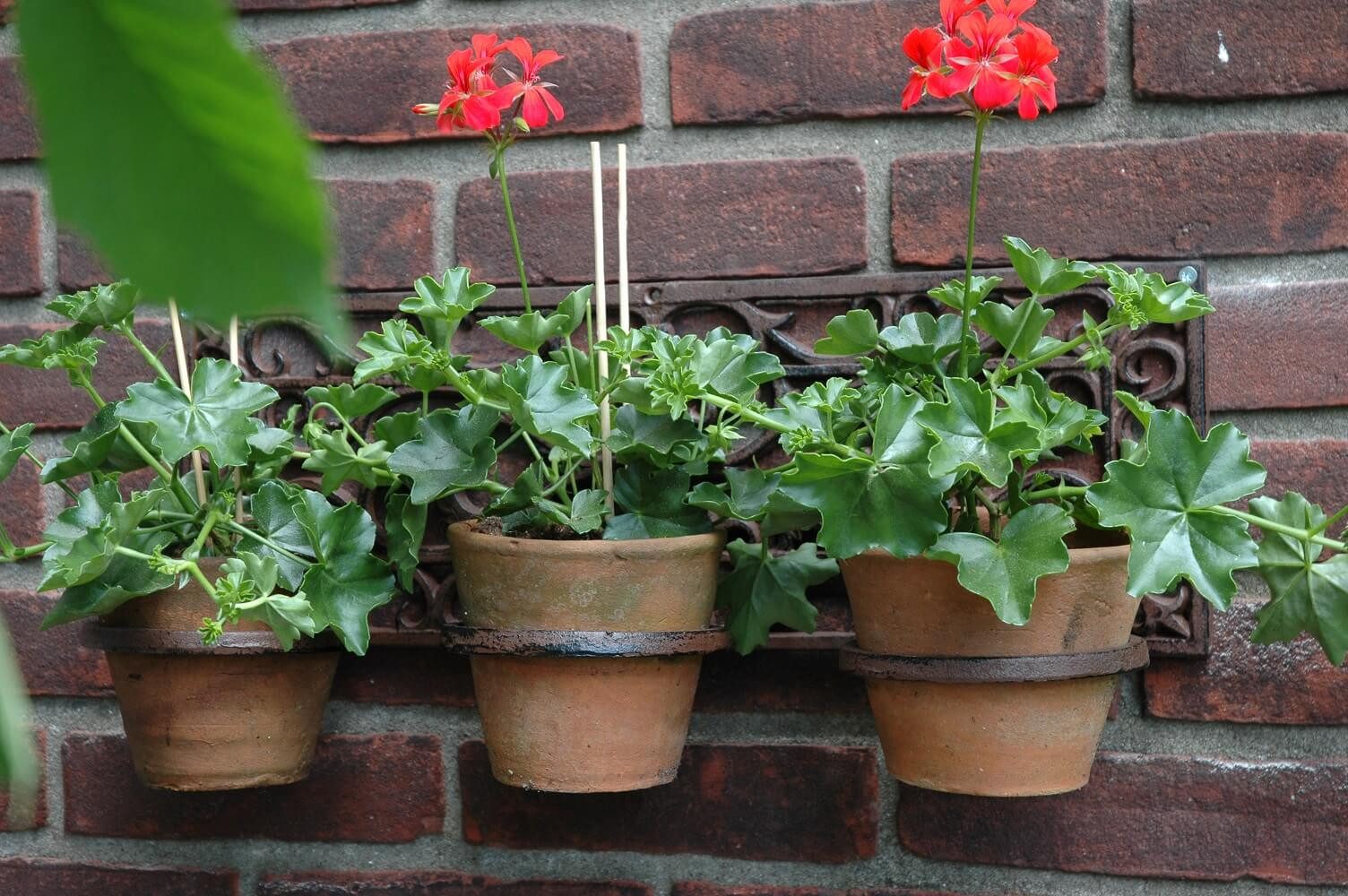 esschert design Pflanzschale Esschert Design Blumentopfhalter 3-fach Gusseisen Wandhänger Garten