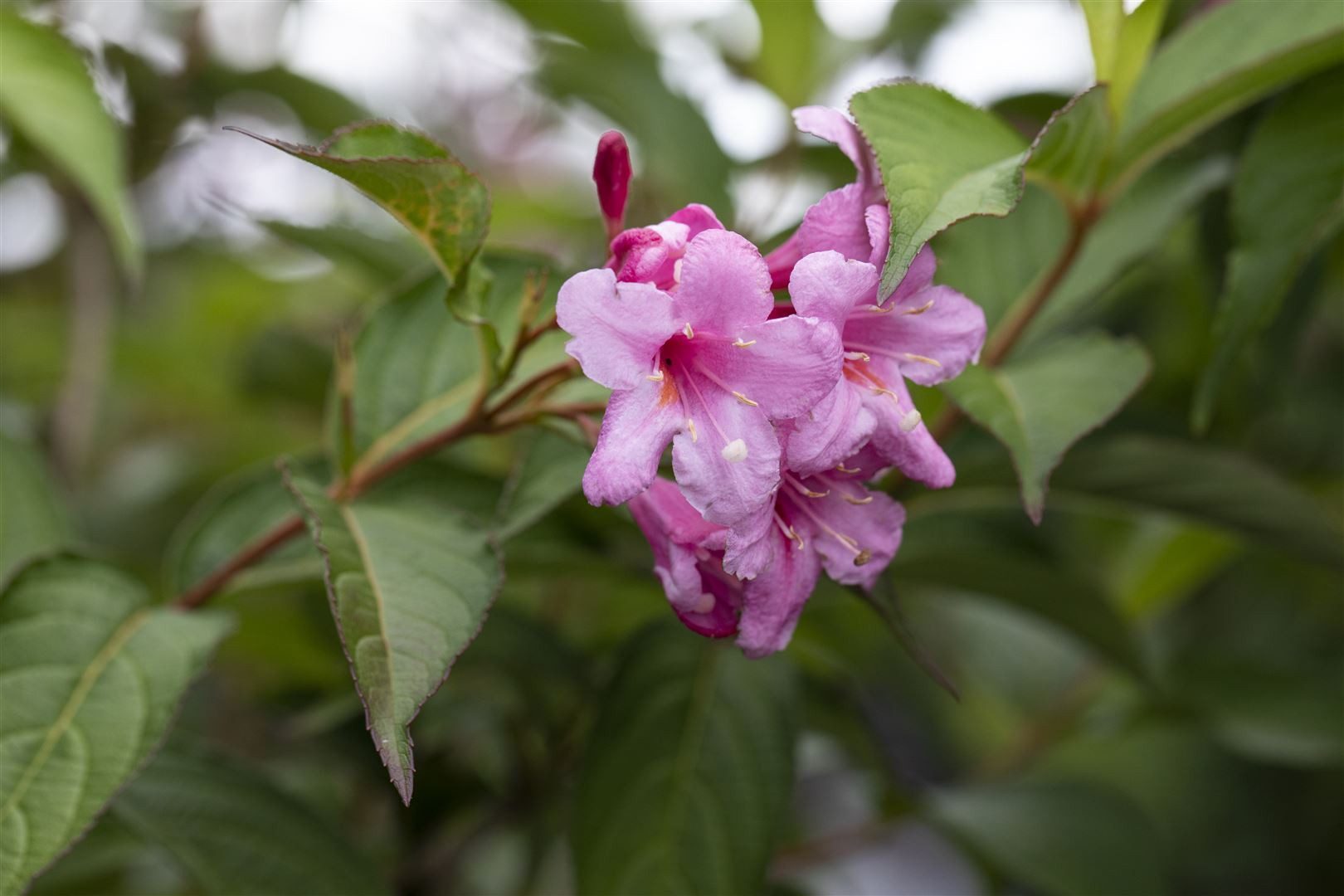 Pflanzen für Dich Hecken Weigela florida Picobella Rosa, 1 St., Weigelie, Glockenstrauch, rosa Blüten, kompakter Wuchs