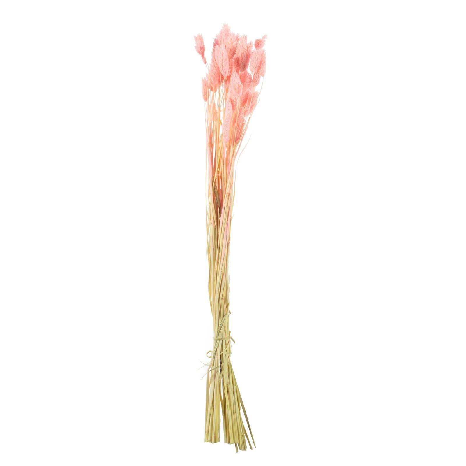 Trockenblume Phalaris - Bund/50 Stück - Länge ca. 60-70 cm - rosa, Vosteen