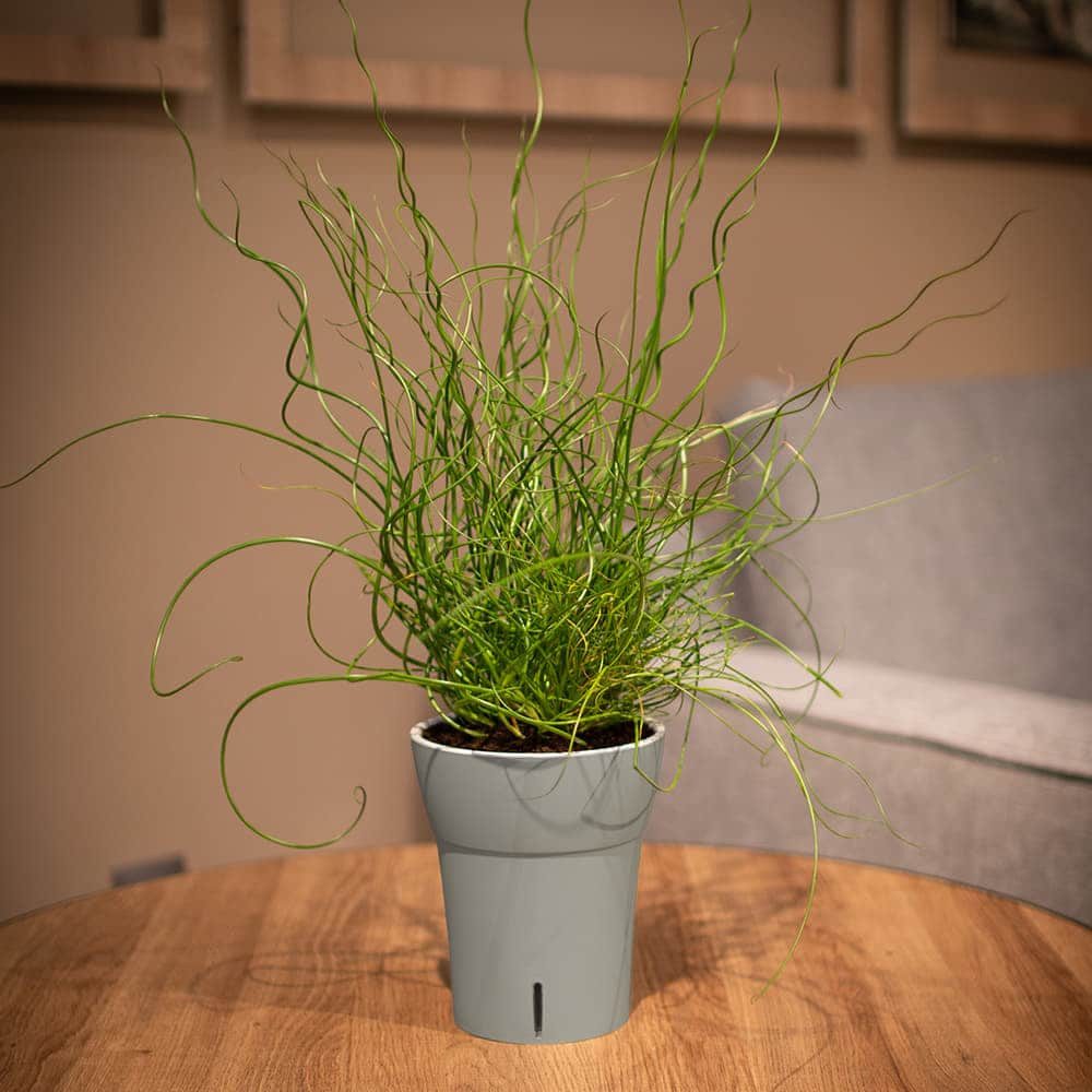 Happy plants Blumentopf Dali-Dea - Selbstbewässernder günstig online kaufen