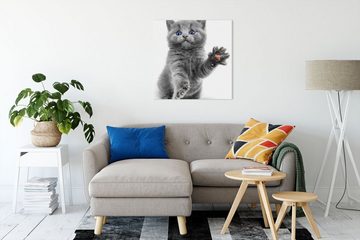 Pixxprint Leinwandbild süße kleine blaue Katze, süße kleine russisch Blau (1 St), Leinwandbild fertig bespannt, inkl. Zackenaufhänger