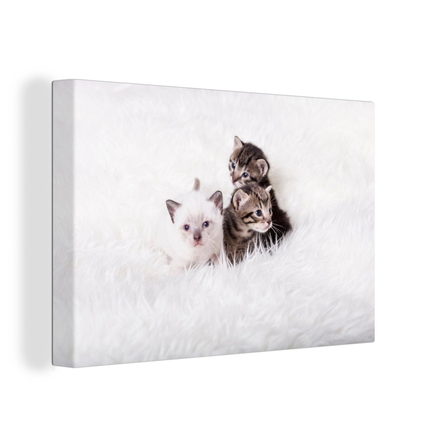OneMillionCanvasses® Leinwandbild Drei süße American-Shorthair-Kätzchen, (1 St), Wandbild Leinwandbilder, Aufhängefertig, Wanddeko, 30x20 cm