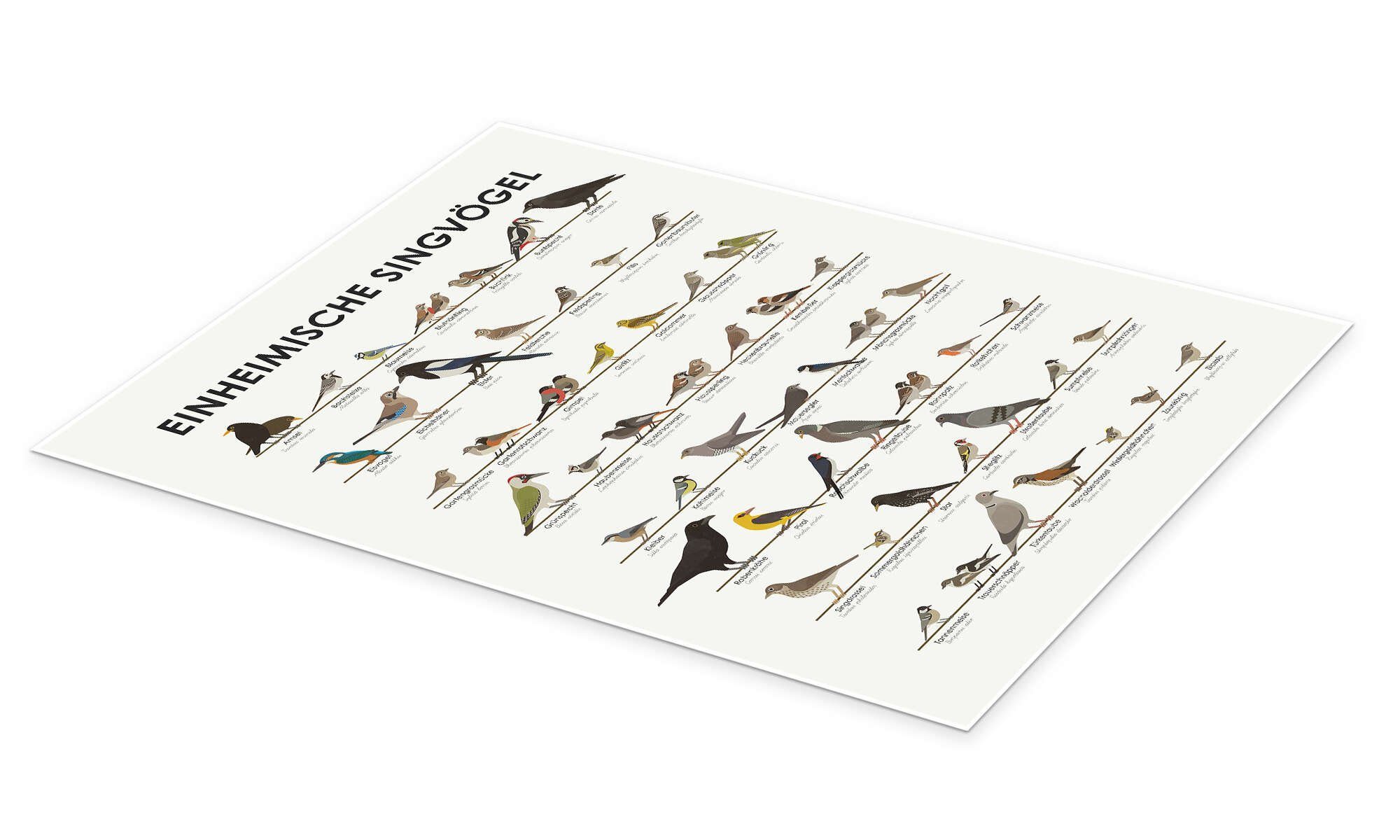 Posterlounge Poster Iris Luckhaus, Einheimische Singvögel, günstig online kaufen