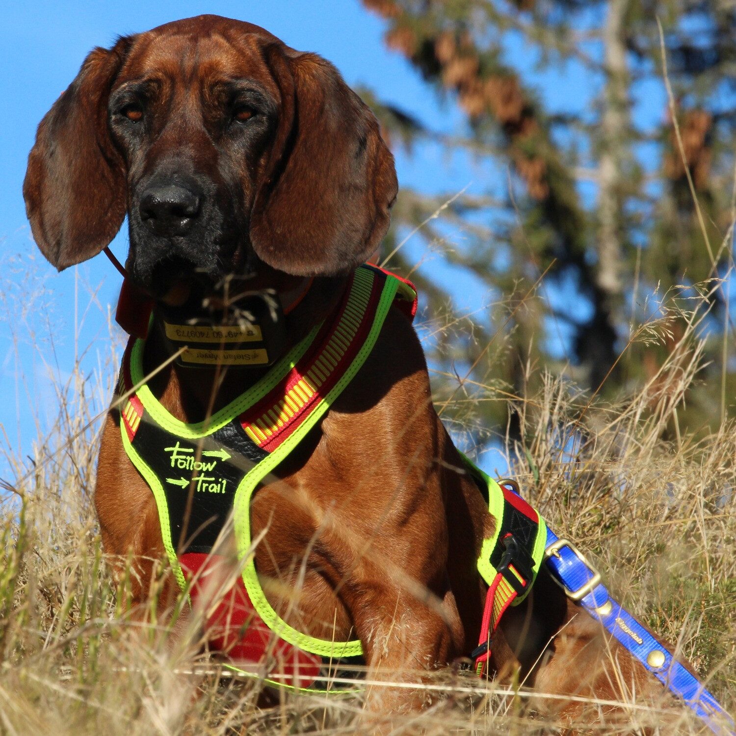 Niggeloh Hunde-Geschirr Hundeführgeschirr FollowTrail