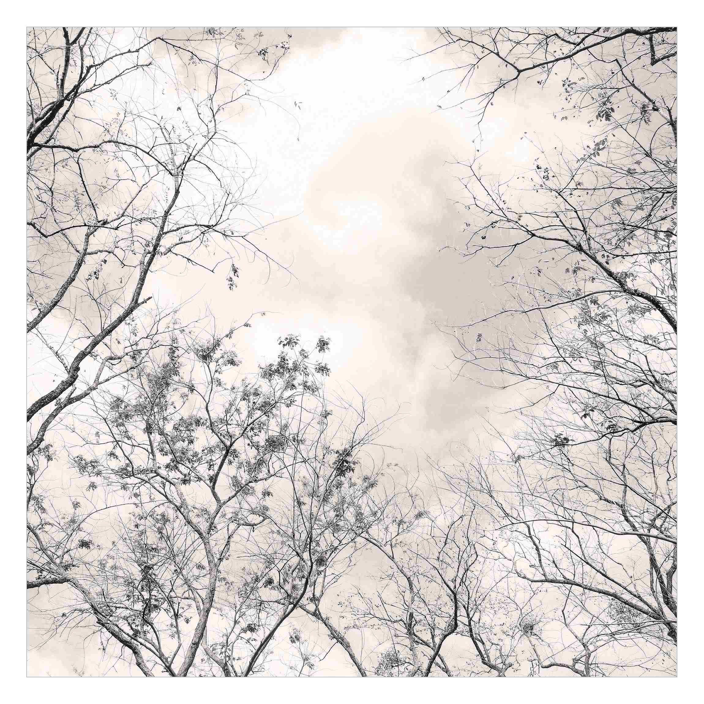 Bilderdepot24 Fototapete Wald Baumkronen Himmel Warmgrau günstig online kaufen