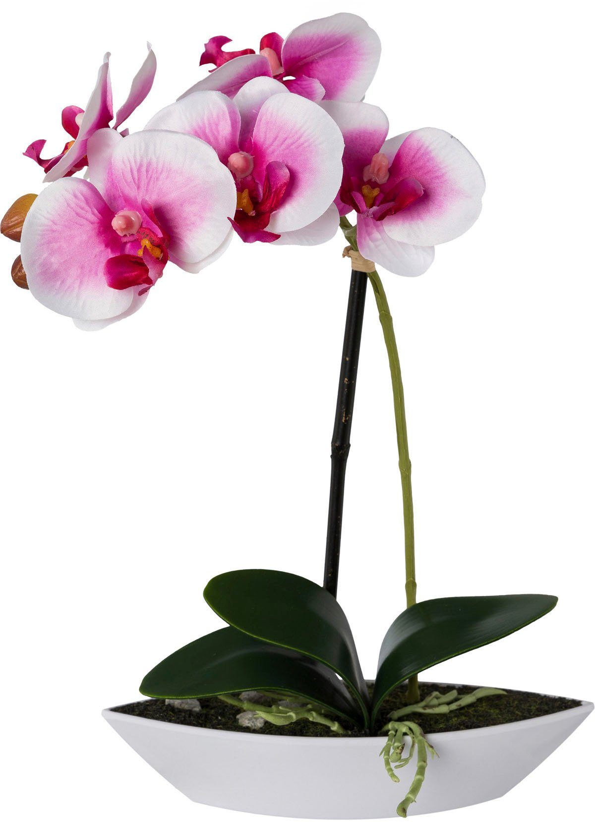 Phalaenopsis, Höhe 30 Kunstorchidee Set, Creativ 2er Kunststoffschale in cm, weiß/lila green,