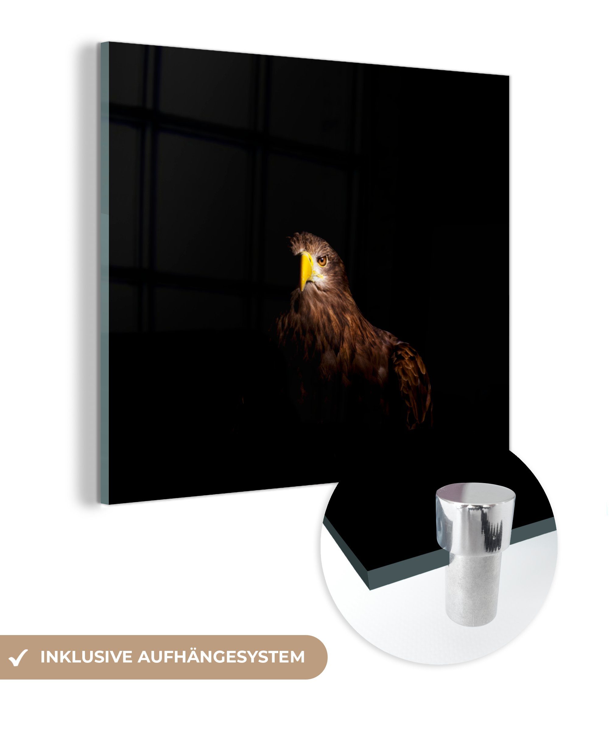 MuchoWow Acrylglasbild Europäischer Seeadler auf schwarzem Hintergrund, (1 St), Glasbilder - Bilder auf Glas Wandbild - Foto auf Glas - Wanddekoration