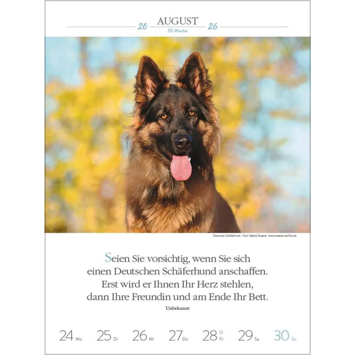 Korsch Verlag Wandkalender Literaturkalender Hunde 2026