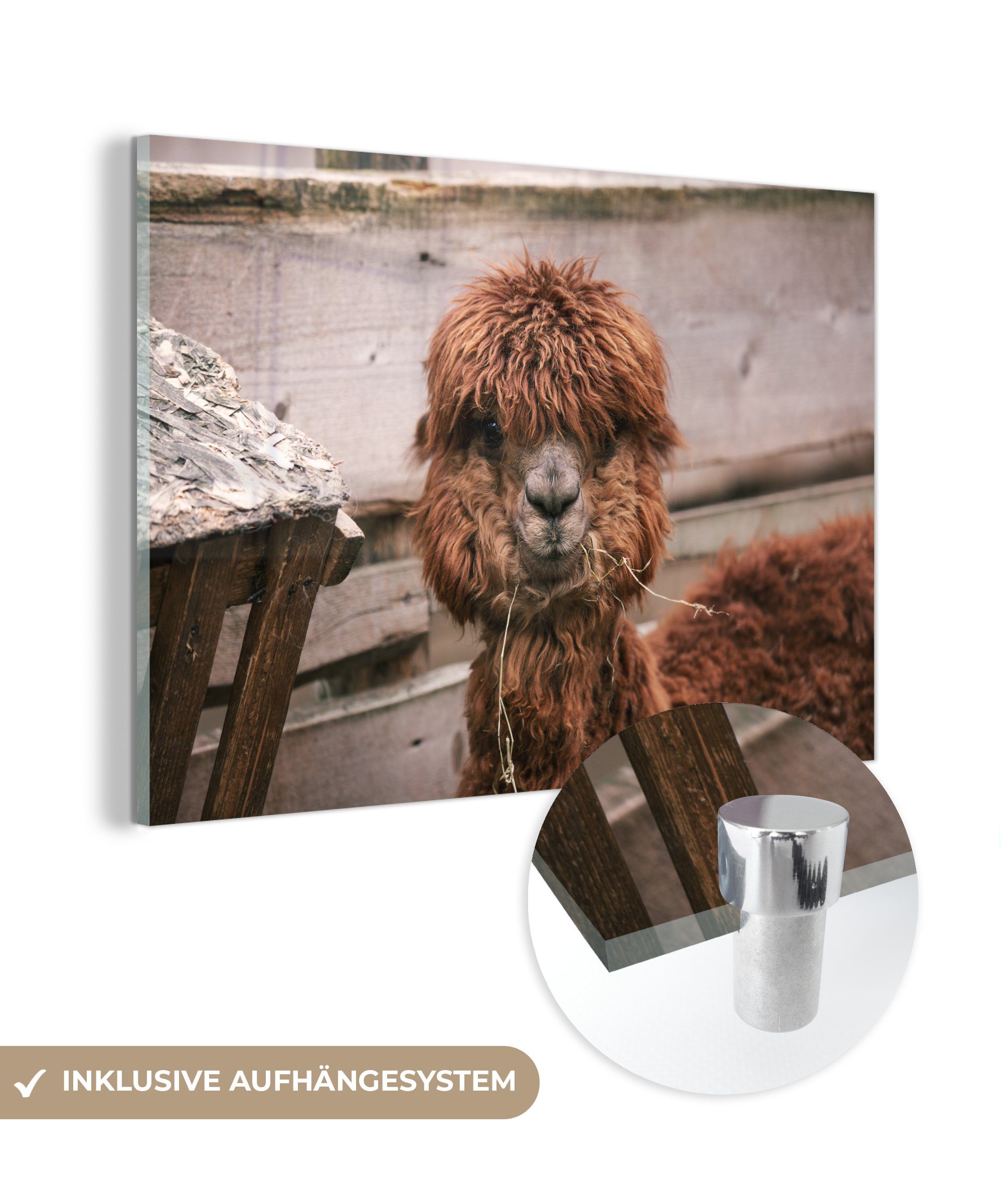 MuchoWow Acrylglasbild Alpaka - Tiere - Fell, (1 St), Acrylglasbilder Wohnzimmer & Schlafzimmer