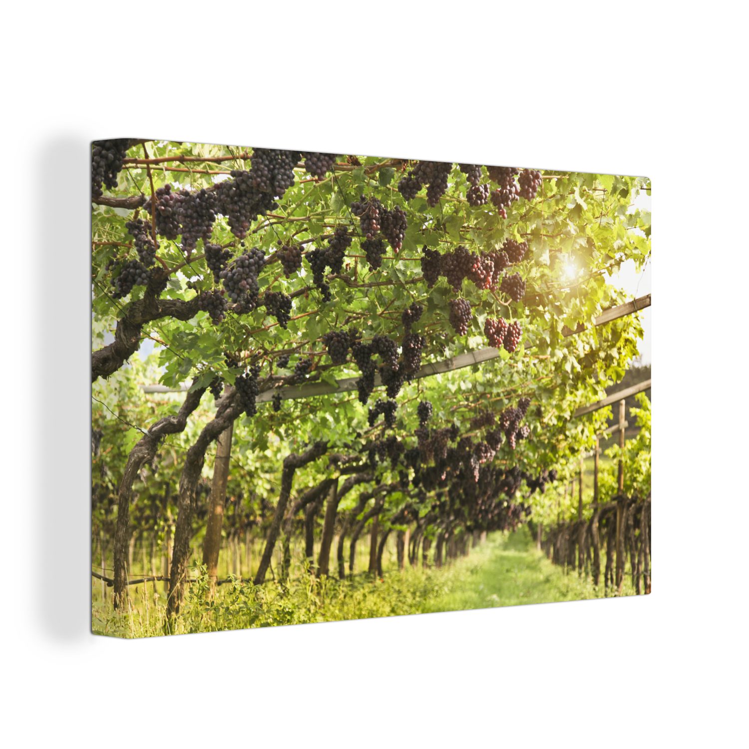 OneMillionCanvasses® Leinwandbild Weintrauben in einem Weinberg, (1 St), Wandbild Leinwandbilder, Aufhängefertig, Wanddeko, 30x20 cm