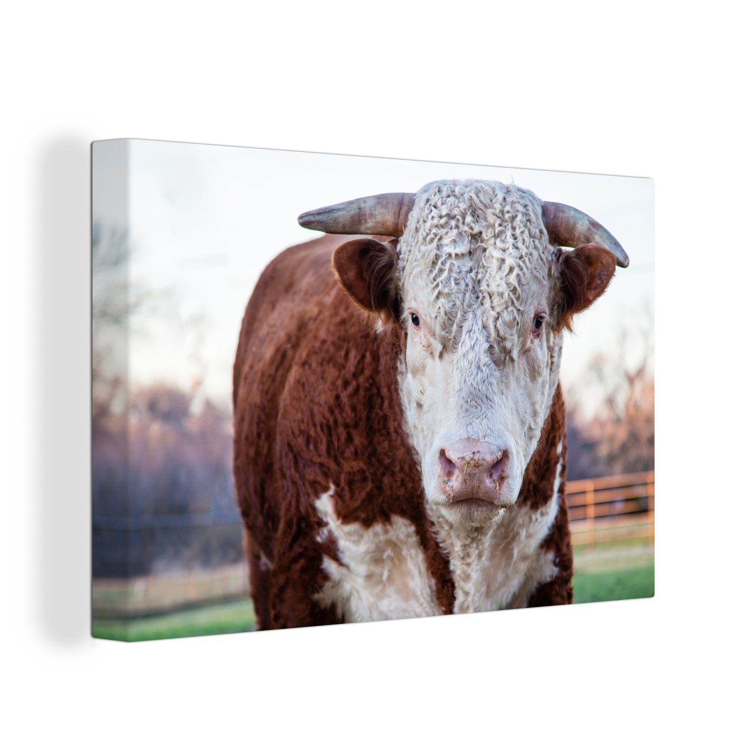 OneMillionCanvasses® Leinwandbild Ein braun-weißer Stier, (1 St), Wandbild Leinwandbilder, Aufhängefertig, Wanddeko, 30x20 cm