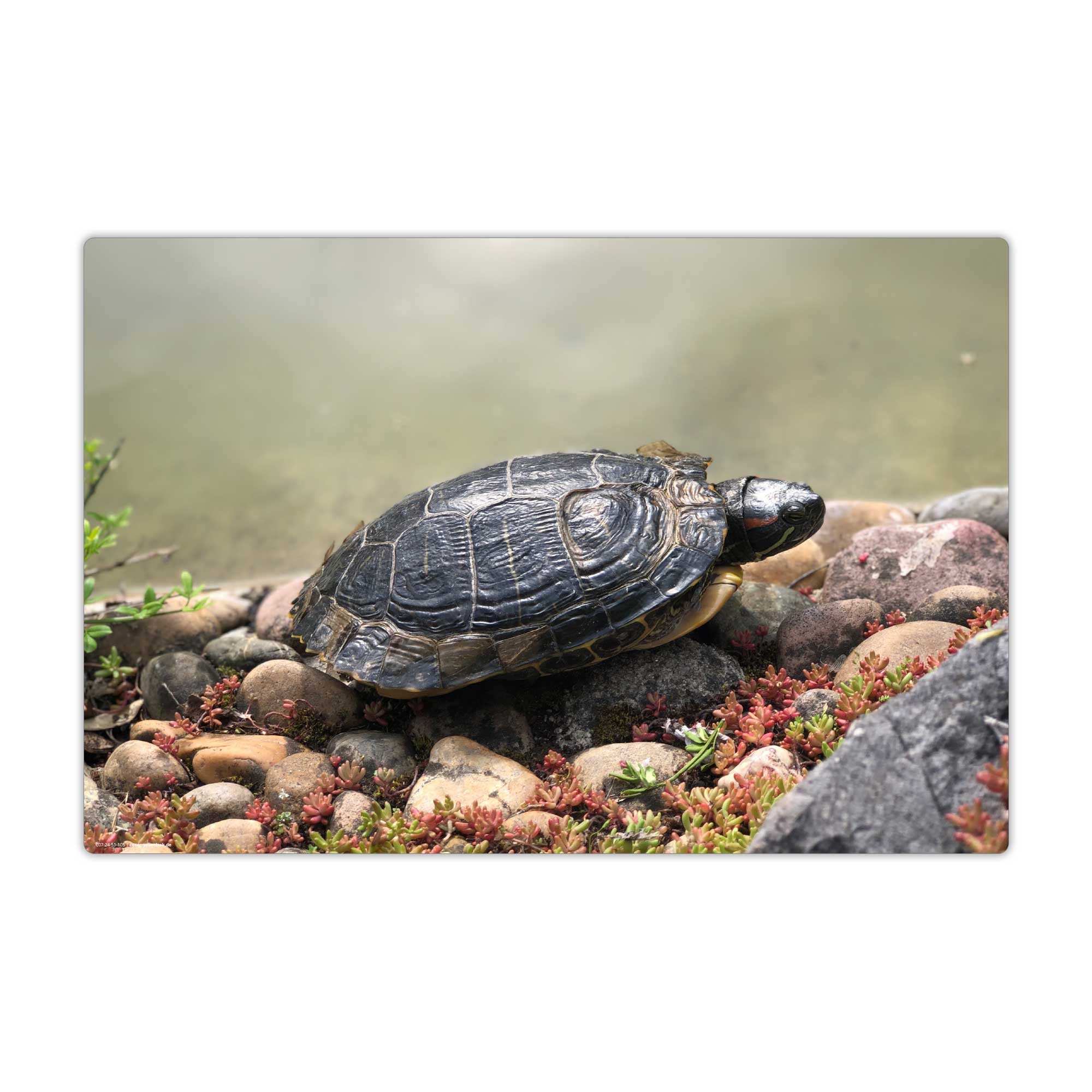 cover-your-desk.de Schreibtischunterlage abwaschbar - Schildkröte am Wasser - premium Vinyl - Made in Germany, (1 tlg)