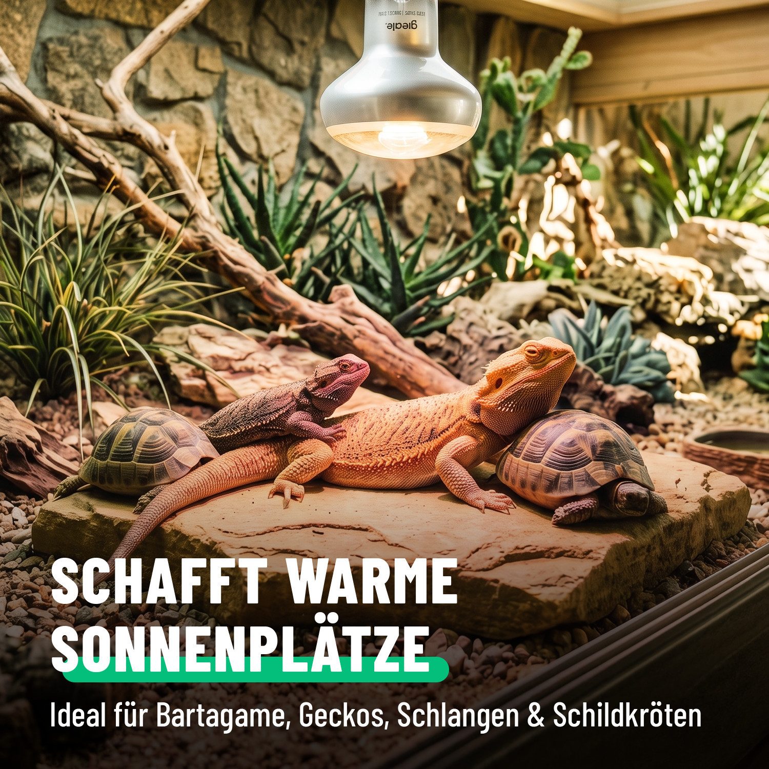 greate. Terrarienleuchte UVA Terrarium Lampe E27 50W - 4er Pack Reptilien Wärmelampe, warmweiß – Bild 2 von 5