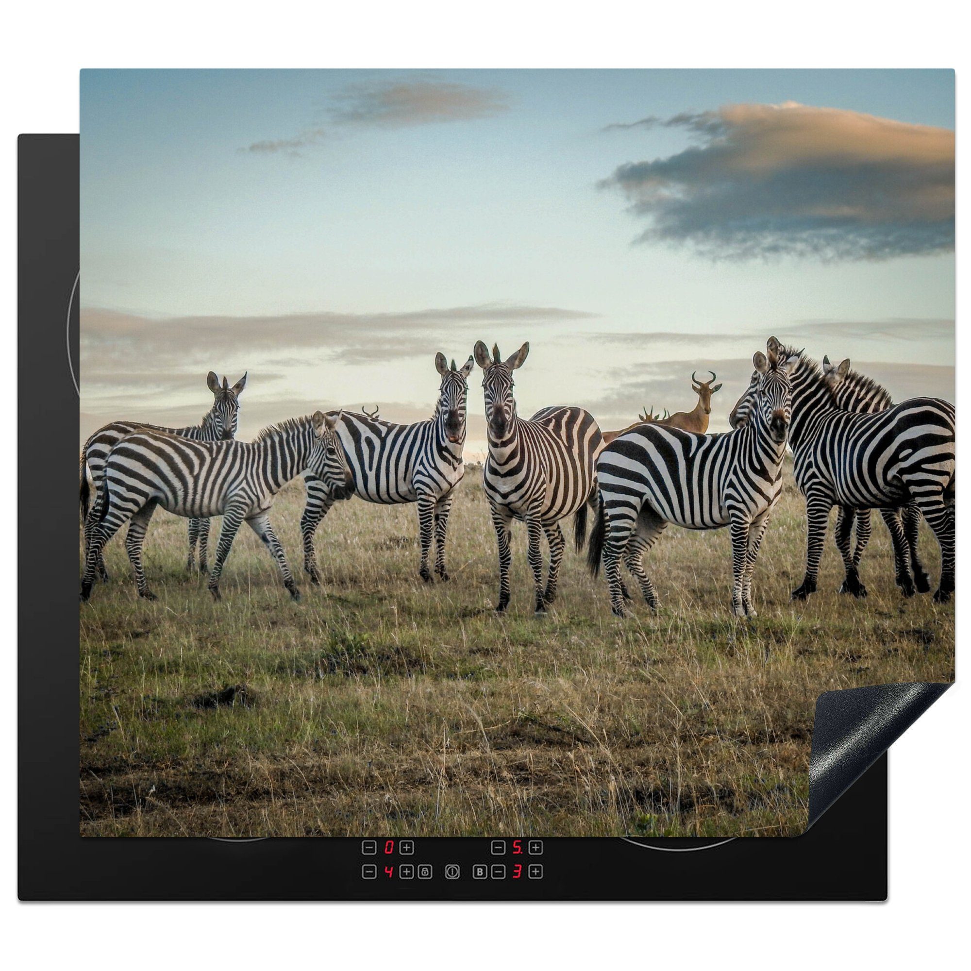 MuchoWow Herdblende-/Abdeckplatte Zebras in Kenia, Vinyl, (1 tlg), 59x52 cm, Ceranfeldabdeckung für die küche, Induktionsmatte