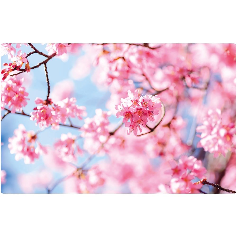 matches21 HOME & HOBBY Platzset Abwaschbares Tischset Frühling Kirsch-Blüte günstig online kaufen