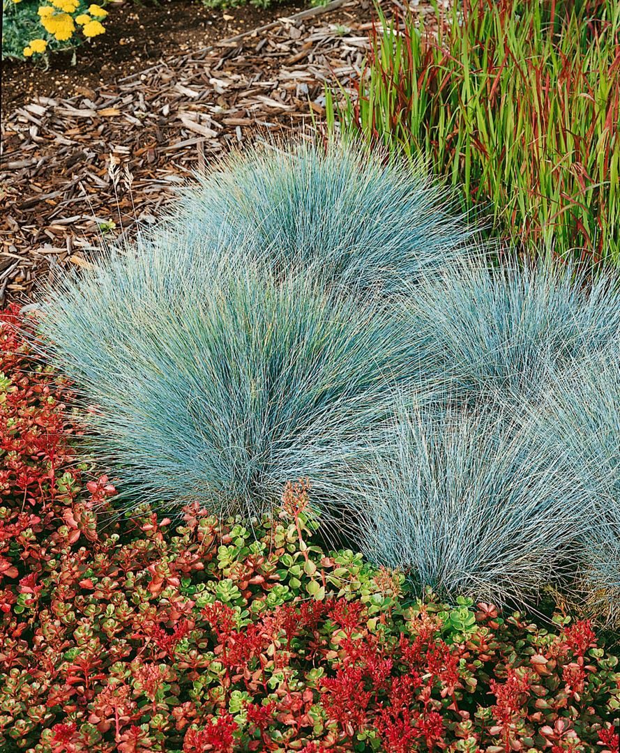 Pflanzen für Dich Gräser Festuca glauca Elijah Blue, 1 St., Blau-Schwingel, Blauschwingelgras, blaugrün, kompaktwüchsig