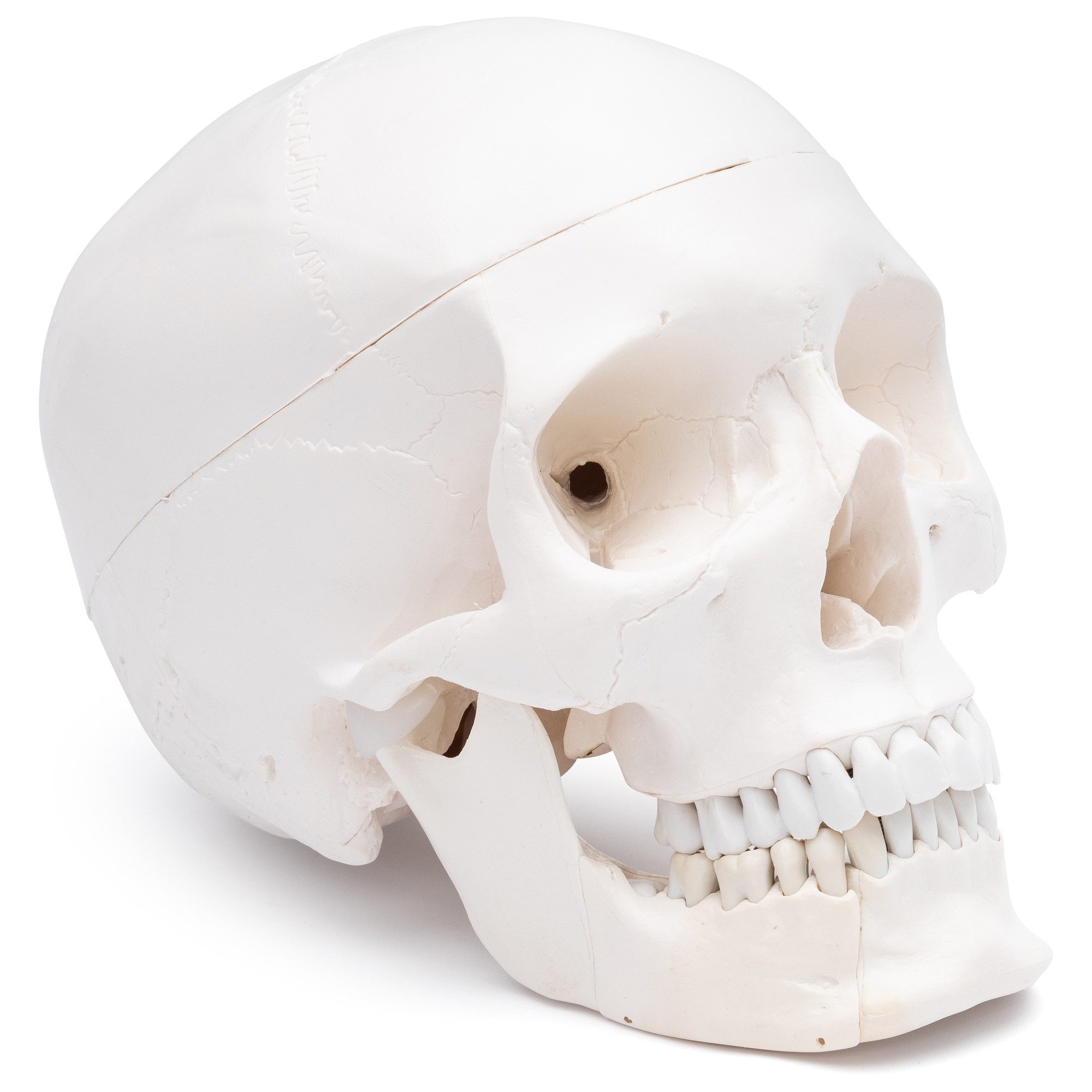 Cranstein Scientific Dekoobjekt Schädel Anatomie Modell lebensgroß 4 teilig Dental mit Unterkieferklap