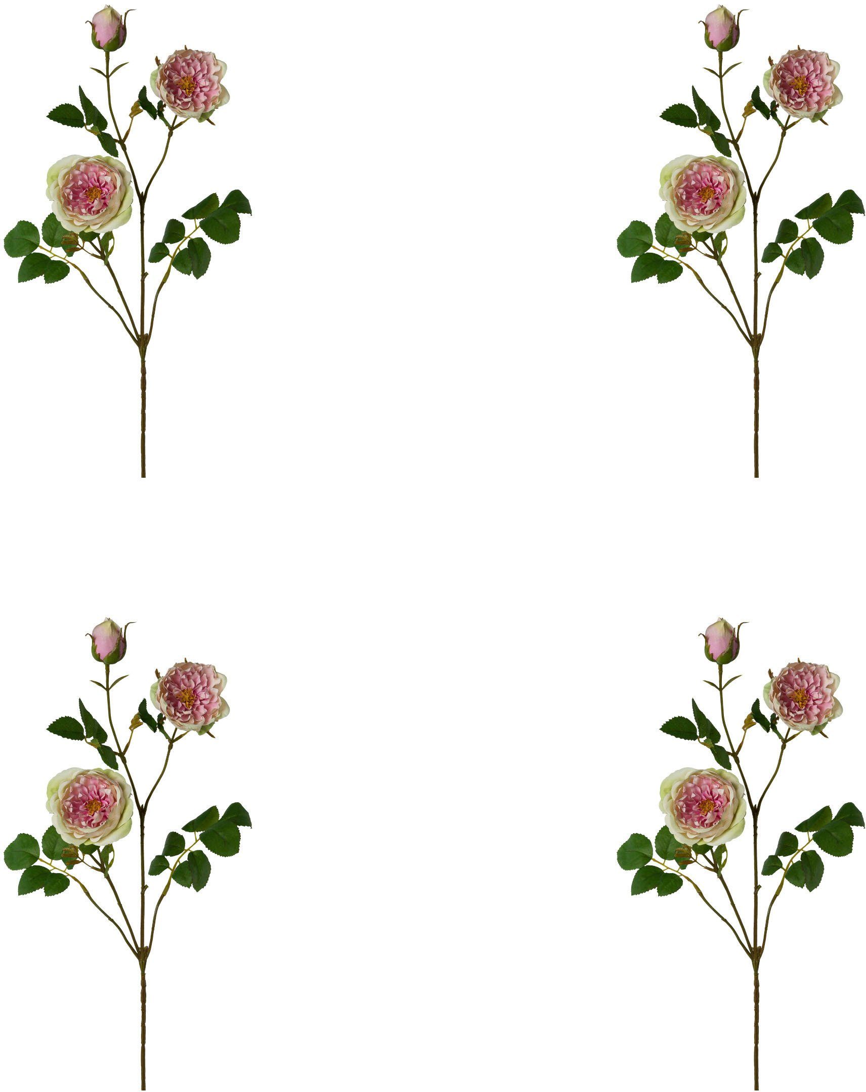 Kunstblume Rosenzweig