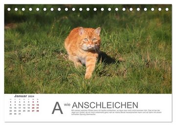 CALVENDO Wandkalender Katzen ABC (Tischkalender 2024 DIN A5 quer), CALVENDO Monatskalender