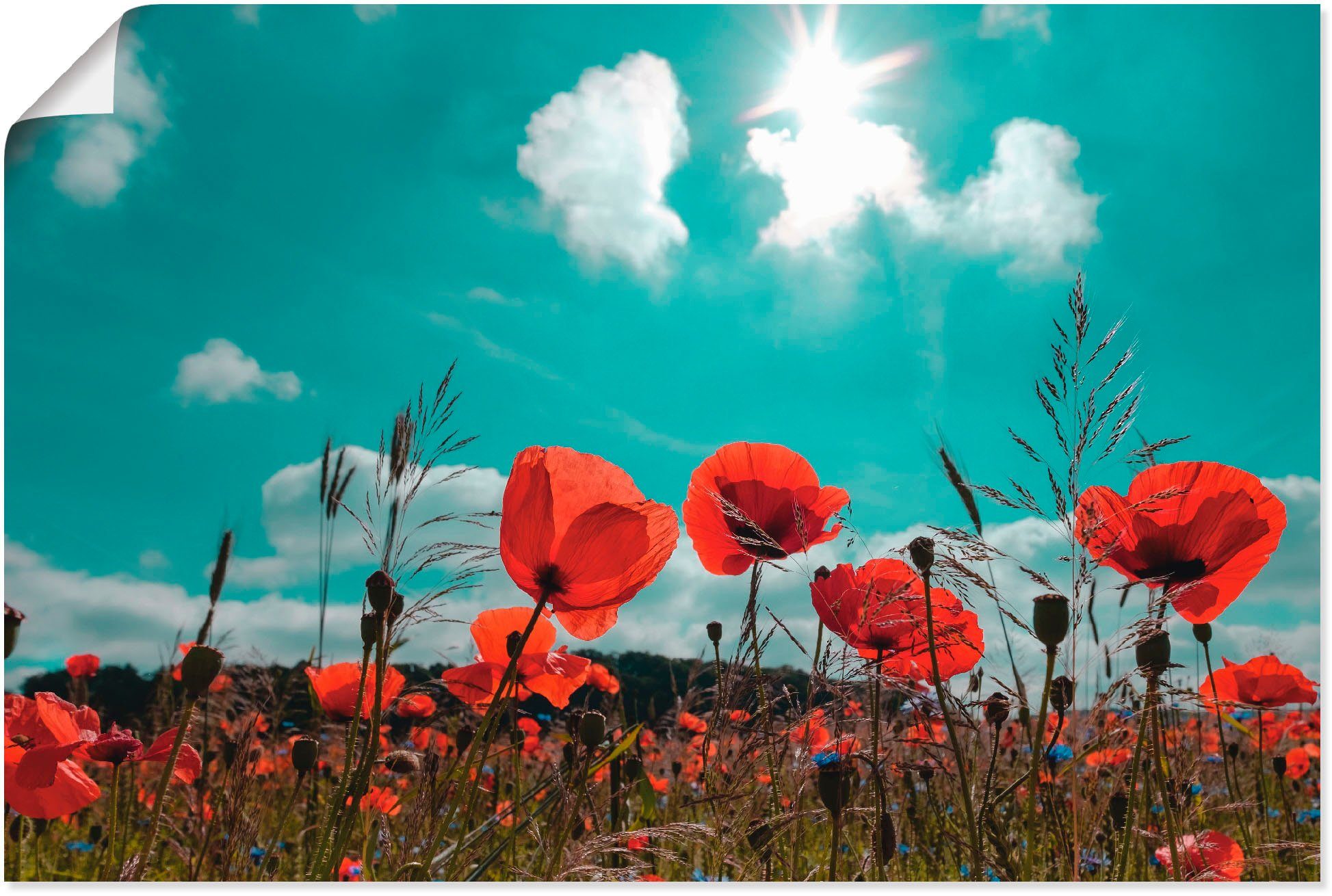 Artland Wandbild Mohnblumenfeld im Frühling, Blumen (1 St), als Alubild, Leinwandbild, Wandaufkleber oder Poster in versch. Größen