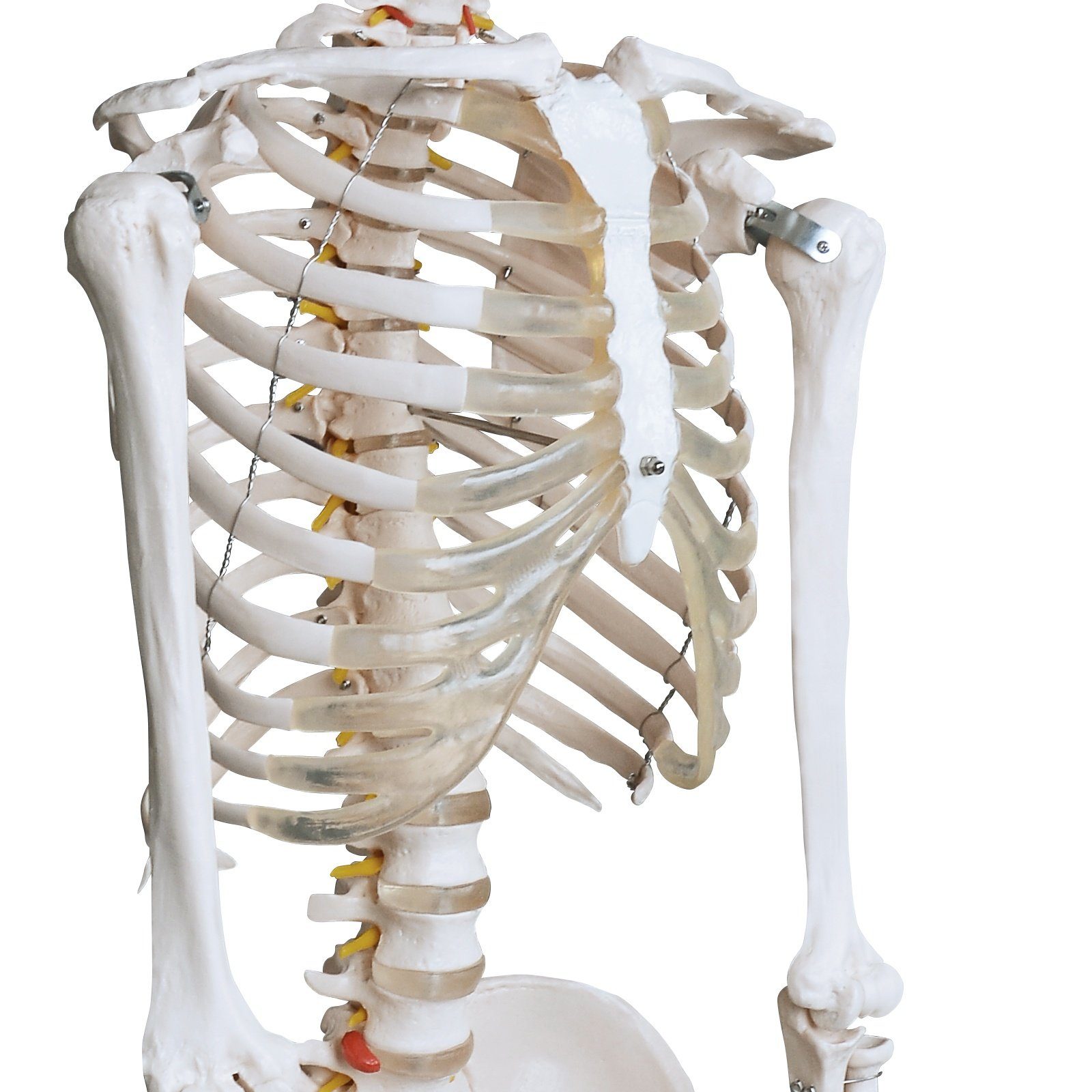 mit Skelett Anatomie 181.5 Skelett cm inkl. Lehrgrafik Schutzabdeckung, VENDOMNIA Dekoobjekt Ständer, Standfuss Poster, Lehrmittel, Menschliches Lebensgroß), (mit Lernmodell, klassisches Muskelbemalungdetails, und
