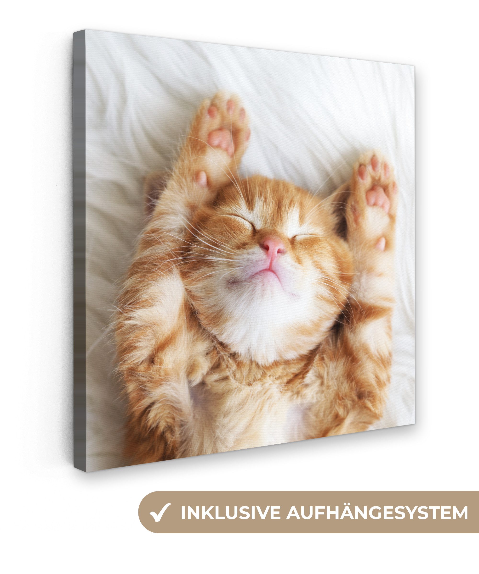 OneMillionCanvasses® Leinwandbild Katze - Rot - günstig online kaufen