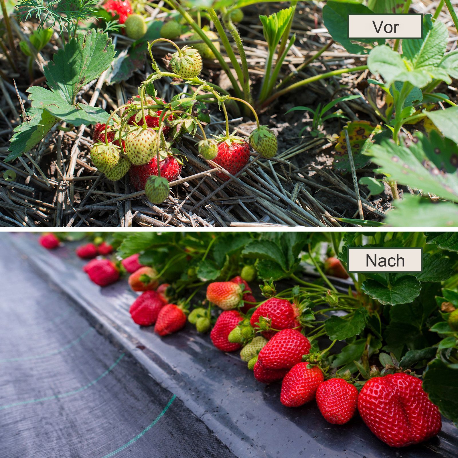 Dripex Unkrautvlies Unkrautvlies Gartenvlies 90g/m² Unkrautfolie Wasserdurchlässig, 1mx10m=10m² gefaltet