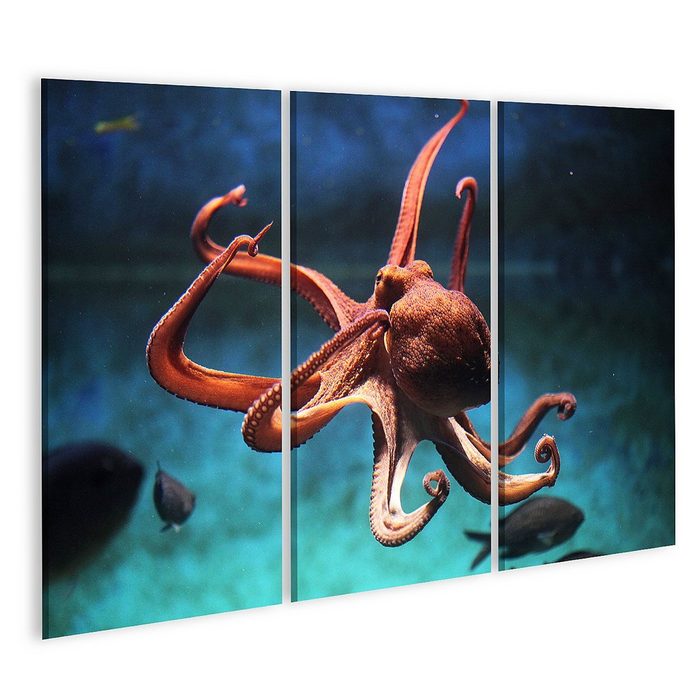 islandburner Leinwandbild Bild auf Leinwand Gewöhnlicher Oktopus Octopus Vulgaris Wildlife Tier