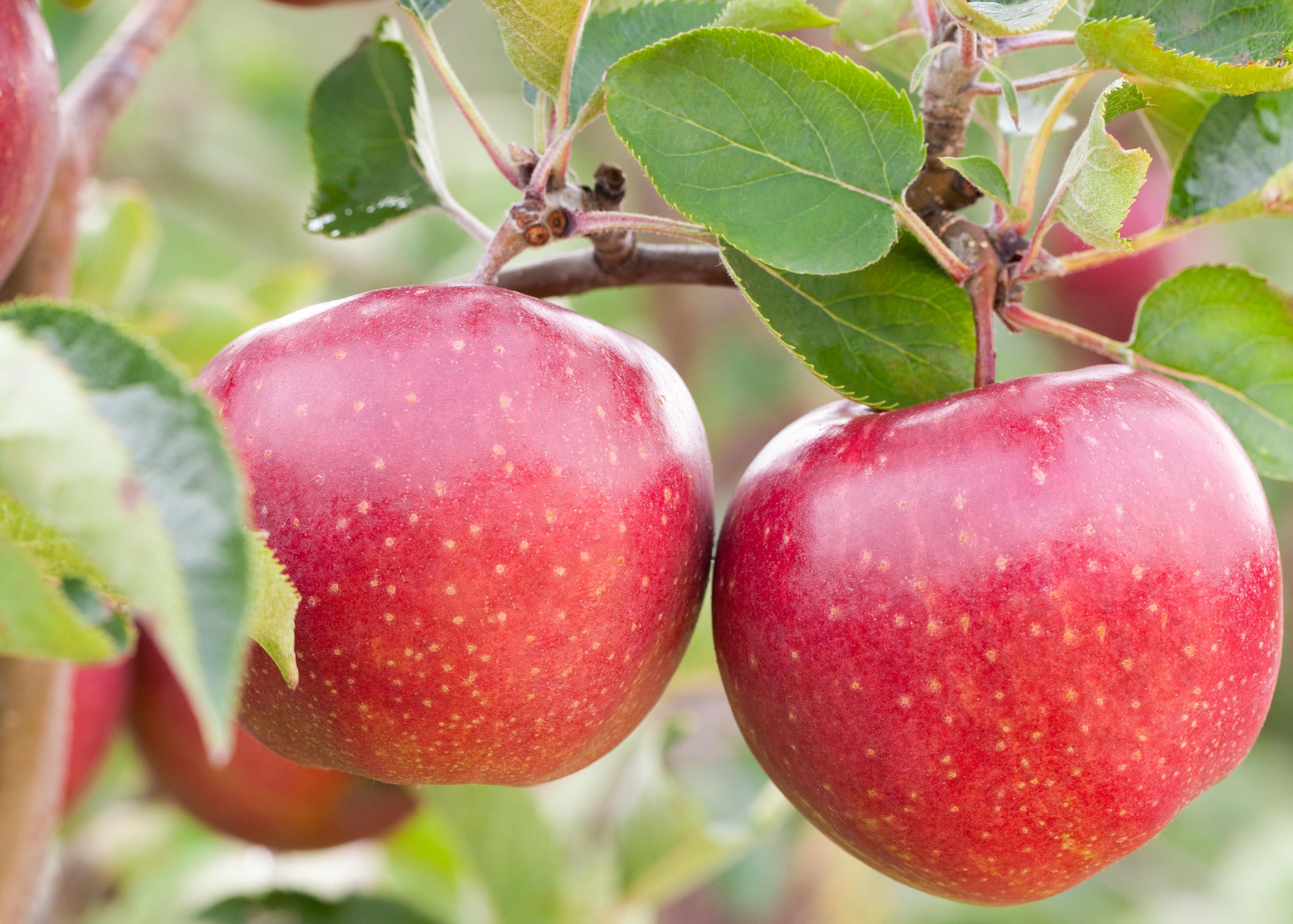 Garten von Ehren Apfelbaum Malus Jonagold Containerware 120-160 cm hoch