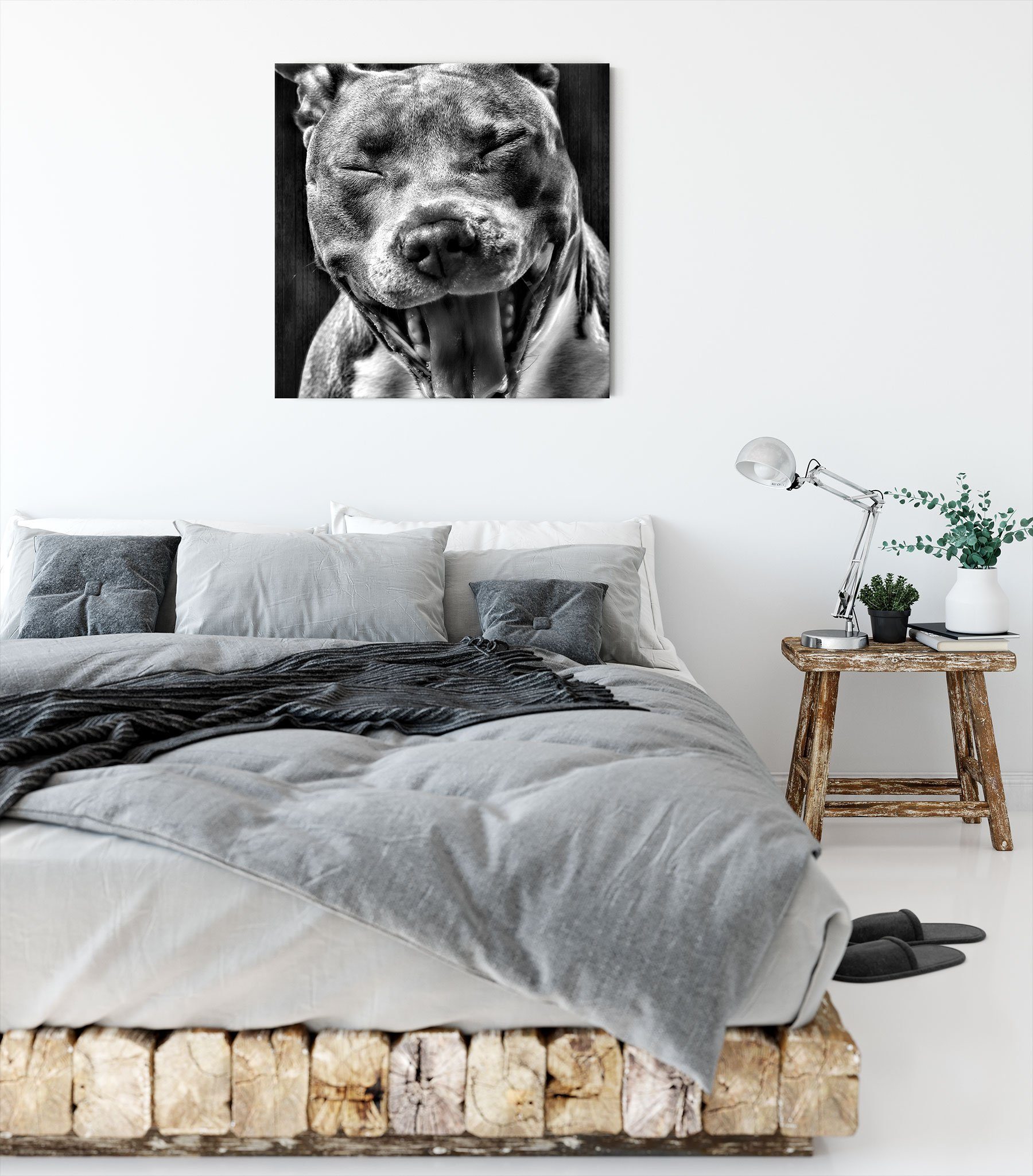 Pixxprint Leinwandbild Leinwandbild Pitbull, fertig Lachender bespannt, Zackenaufhänger Lachender Pitbull St), (1 inkl