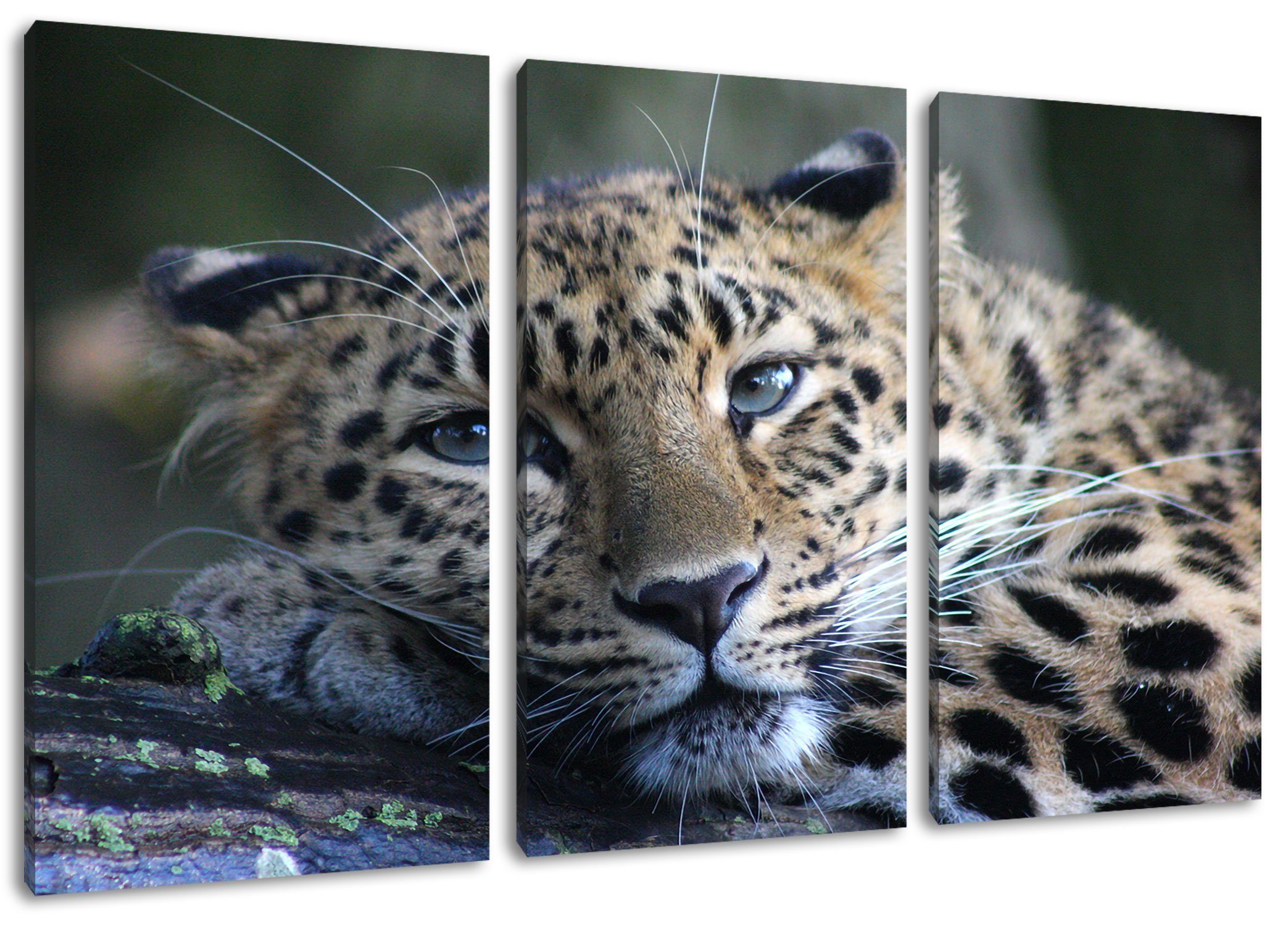 inkl. Pixxprint fertig Zackenaufhänger (1 (120x80cm) Leinwandbild Leinwandbild Leopard, ruhender 3Teiler St), Leopard ruhender bespannt,