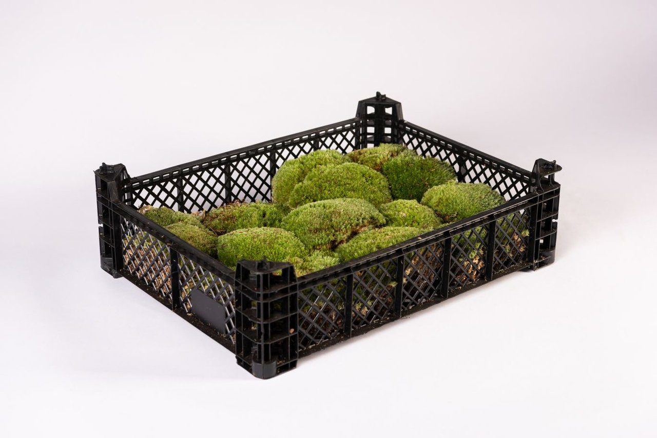 Moos-Design Einstreu Terrarium Bodengrund Kugelmoos (1-tlg)