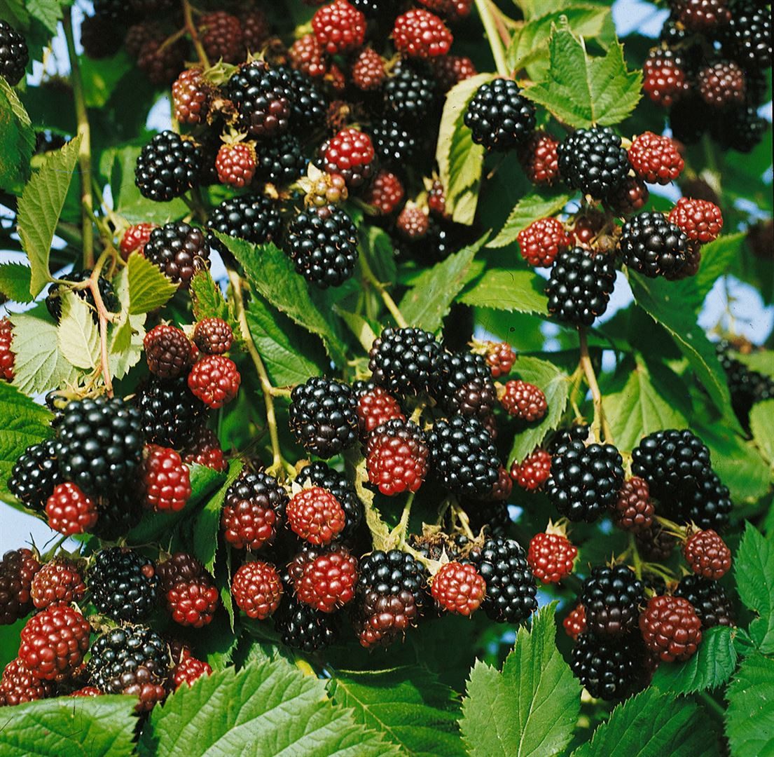 Pflanzen für Dich Obstpflanze Rubus frut. Black Satin, 1 St., Brombeere, Gartenbrombeere, dornenlos, große schwarze Beeren