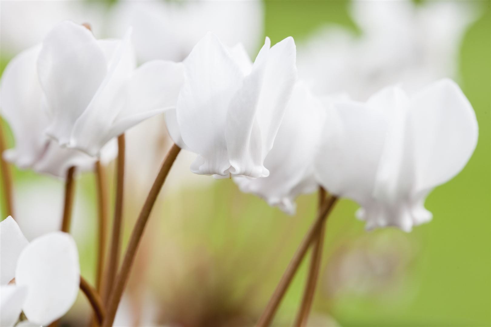 Pflanzen für Dich Staude Cyclamen hed. Album, 1 St., Efeu-Segge, Herbst-Alpenveilchen