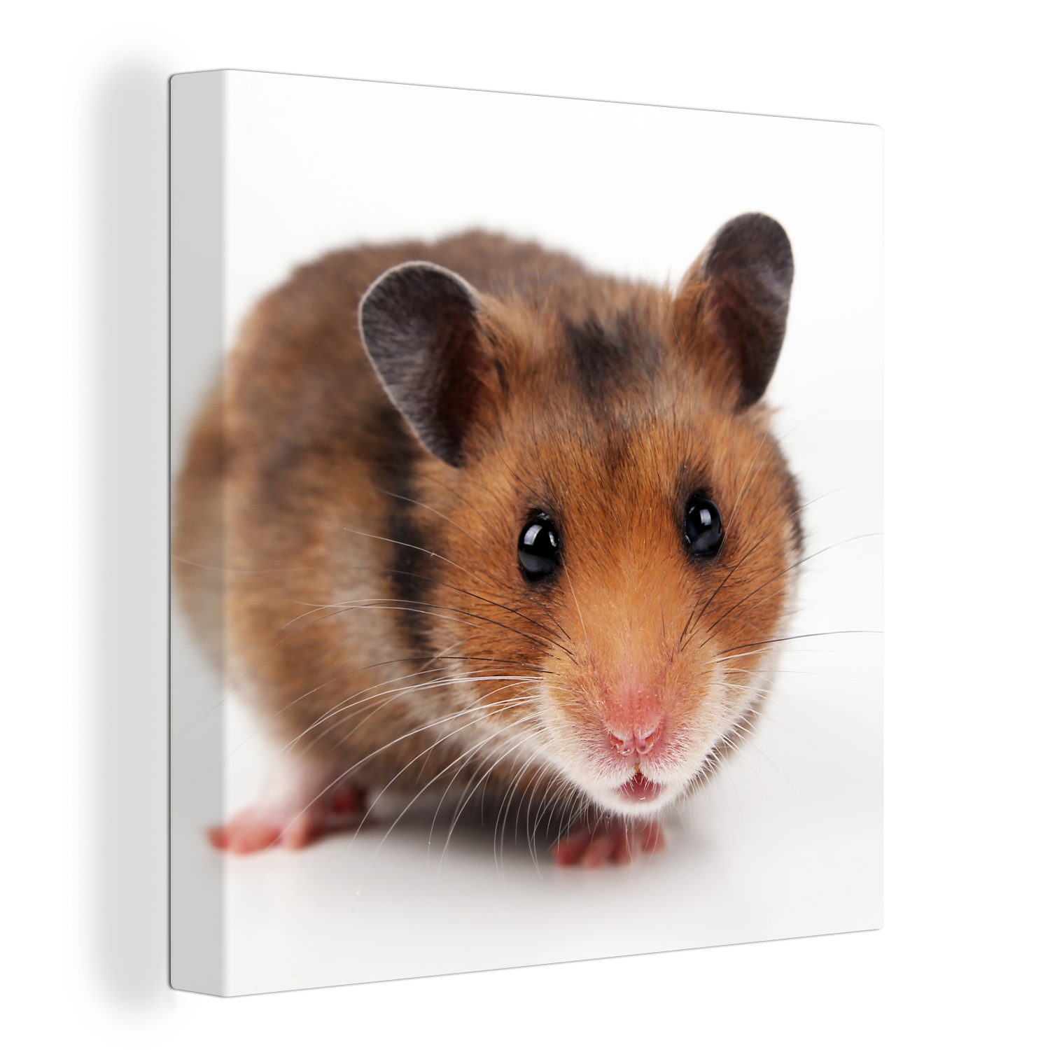 OneMillionCanvasses® Leinwandbild Neugieriger Hamster, (1 St), Leinwand Bilder für Wohnzimmer Schlafzimmer