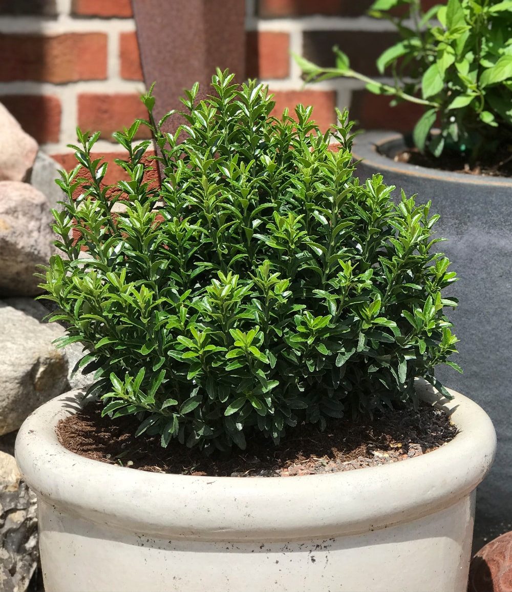 BALDUR Garten Zierstrauch Euonymus 'Green Empire®', 1 St., Dunkelgrün, immergrün, winterhart, mehrjährig, pflegeleicht