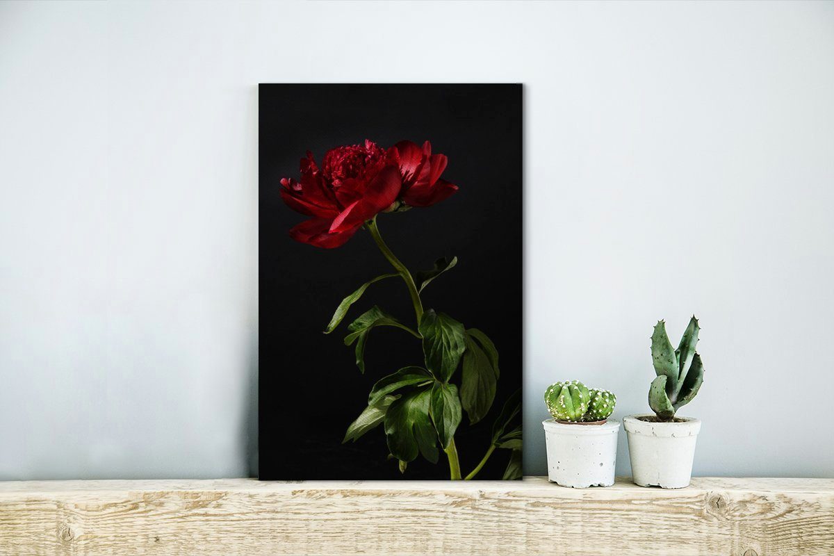 mit cm St), Gemälde, (1 OneMillionCanvasses® Pfingstrose Leinwandbild inkl. bespannt rote Zackenaufhänger, 20x30 schwarzem Hintergrund, einzelne Eine Leinwandbild fertig