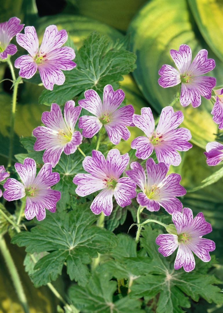 Pflanzen für Dich Staude Geranium versicolor, 1 St., Storchschnabel