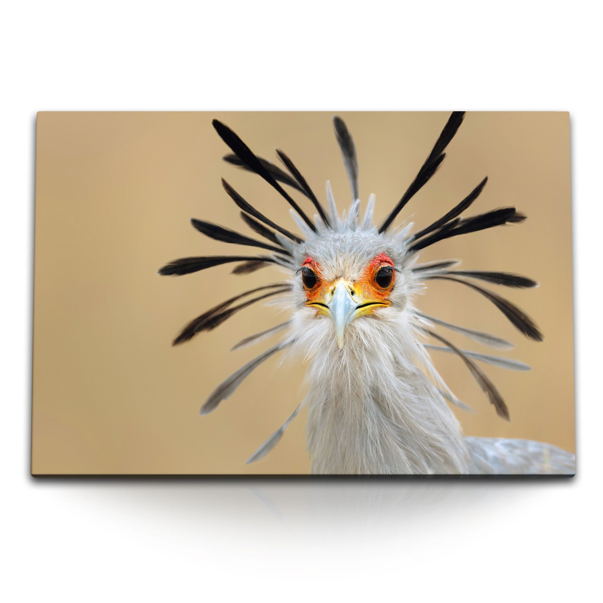 Leinwandbild 120x80cm Wandbild auf Leinwand Sekretär Vogel Porträt Tierfotografie K