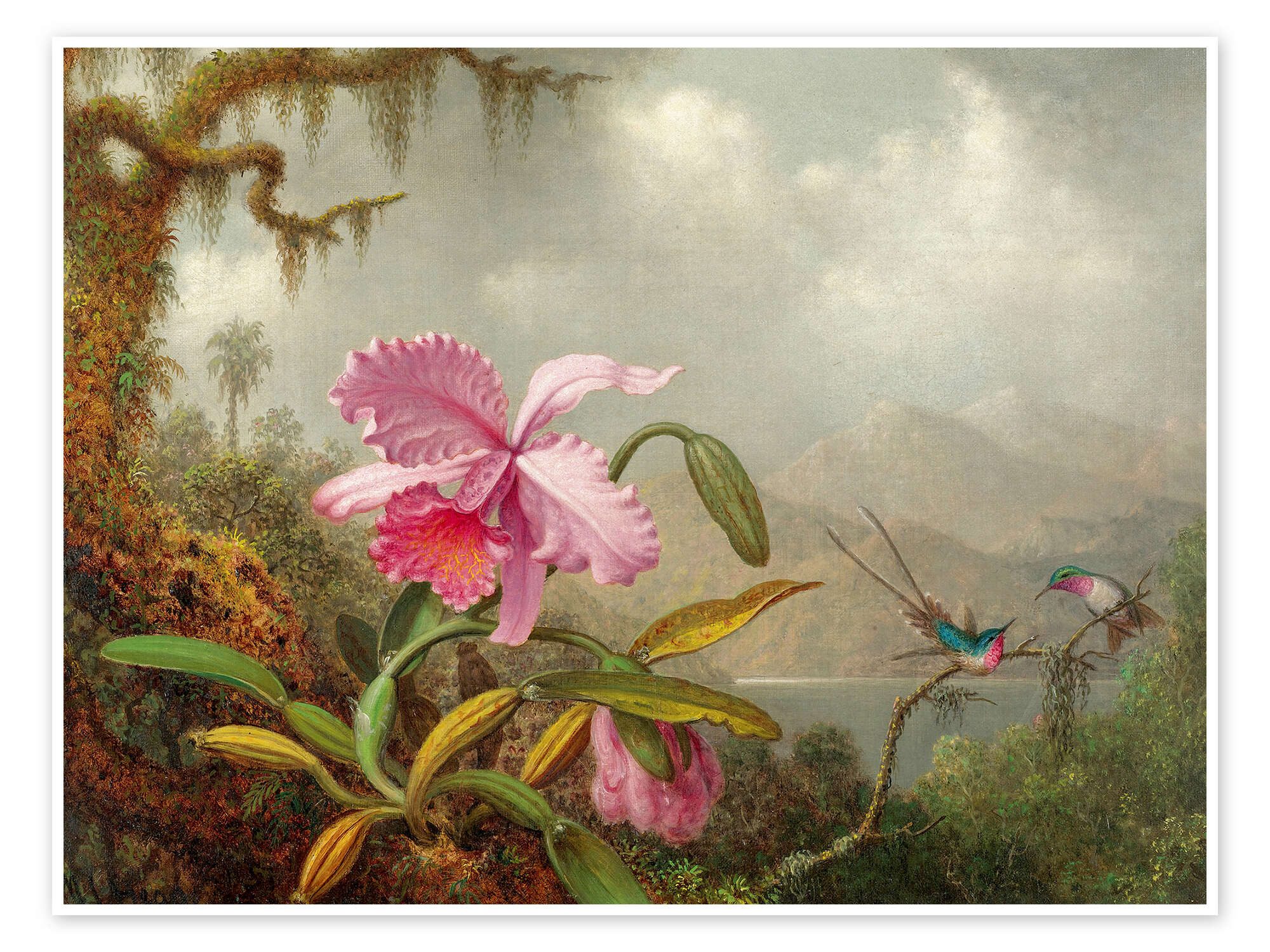 Posterlounge Wandbild Cattleya Orchidee und drei brasilianische Kolibris, Martin Johnson Heade, erhältlich als Poster, Leinwandbild, Wandsticker oder Acrylglasbild
