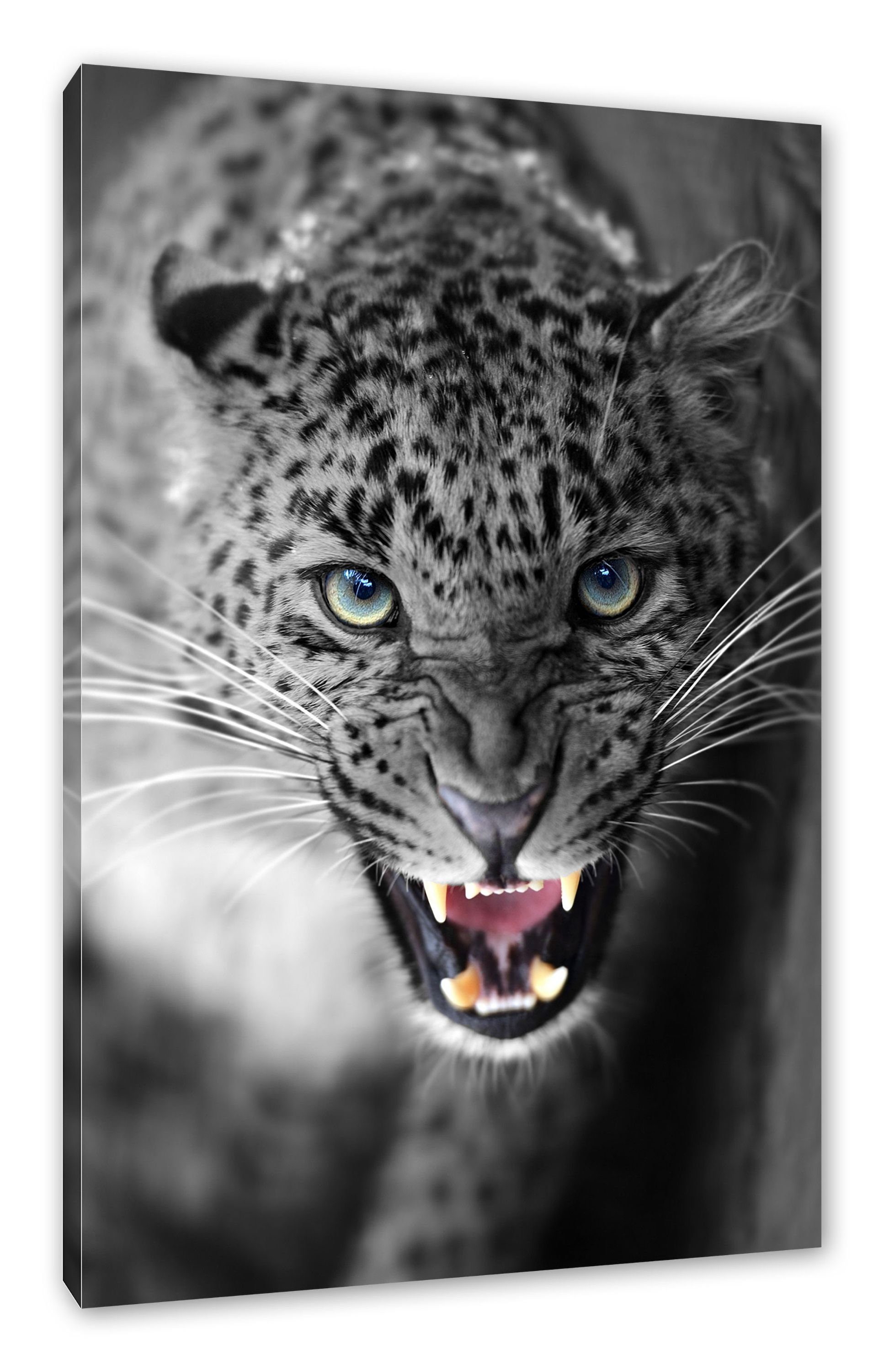 Pixxprint Leinwandbild schöner fauchender Leopard, schöner fauchender Leopard (1 St), Leinwandbild fertig bespannt, inkl. Zackenaufhänger